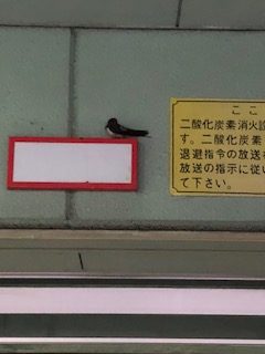 %e3%81%a4%e3%81%b0%e3%82%81%ef%bc%92