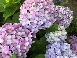 %e3%81%82%e3%81%98%e3%81%95%e3%81%84